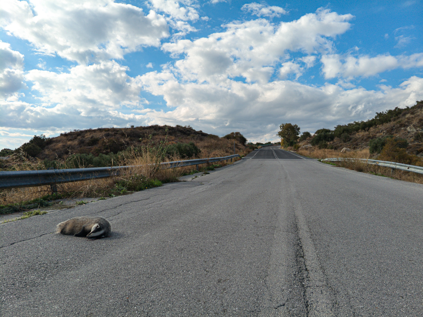 An animal lying on an empty road
