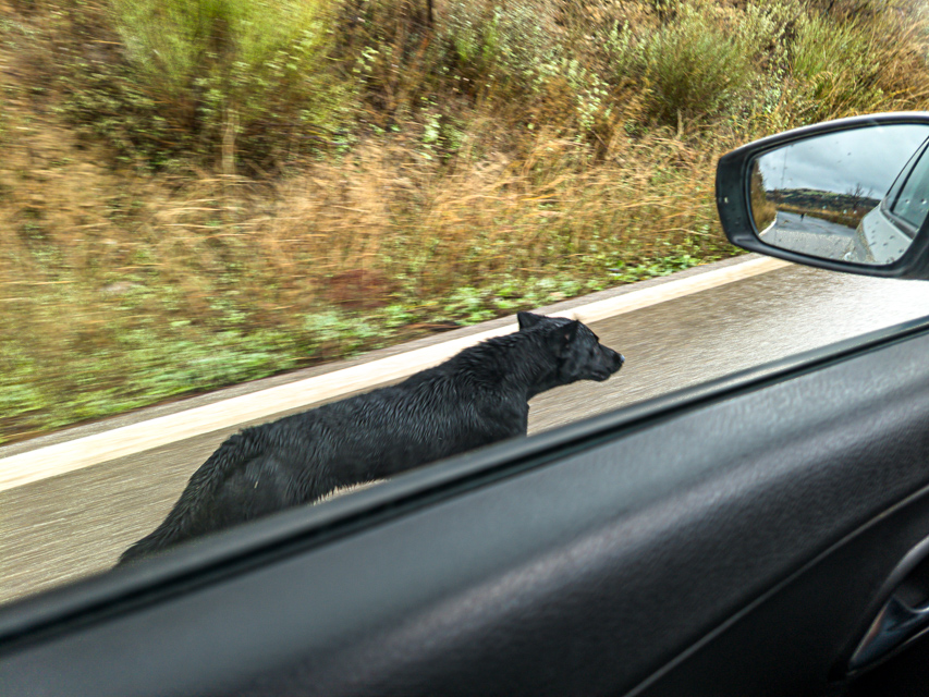 A dog running beside the car