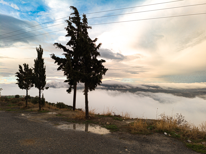 Trees and landscape above low cloud