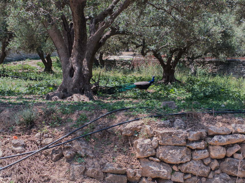 An old olive tree beside the road